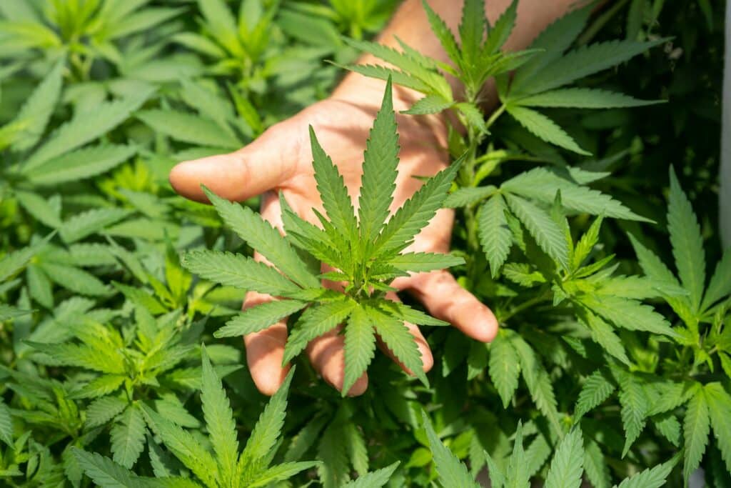 effets secondaire cbd