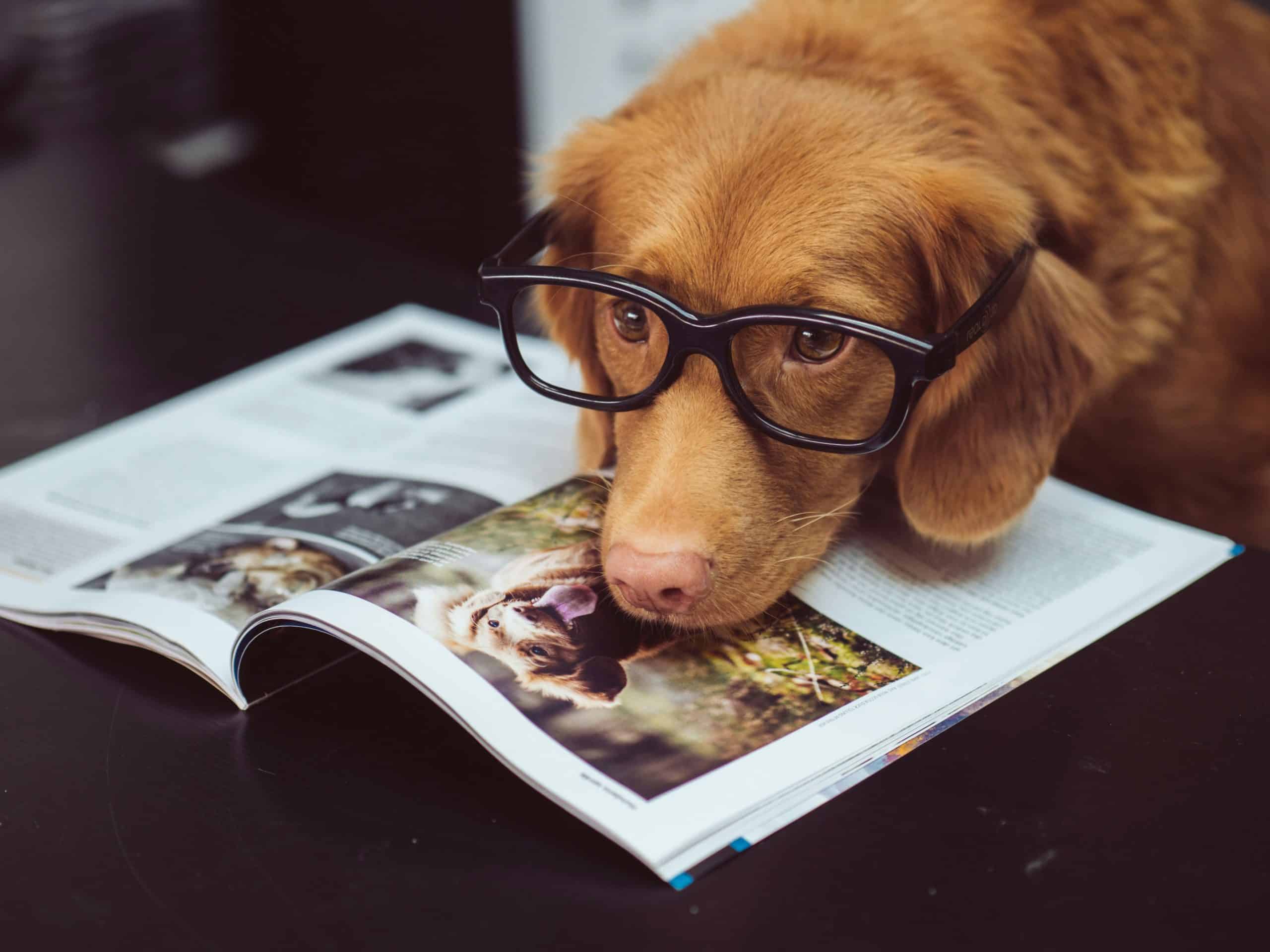 cbd pour animaux